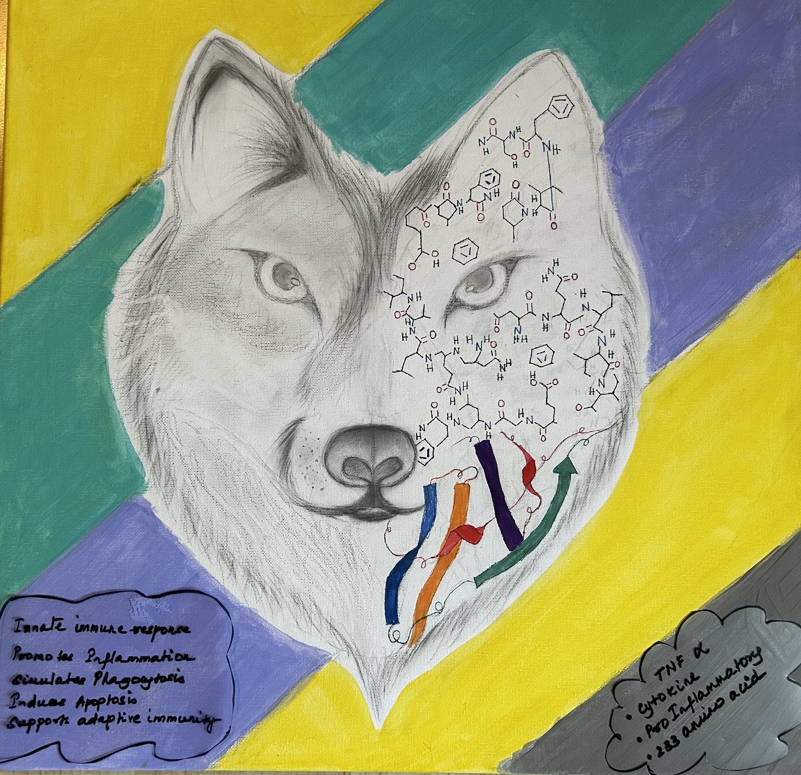 Canis Lupus by Swathmika K.A.T.